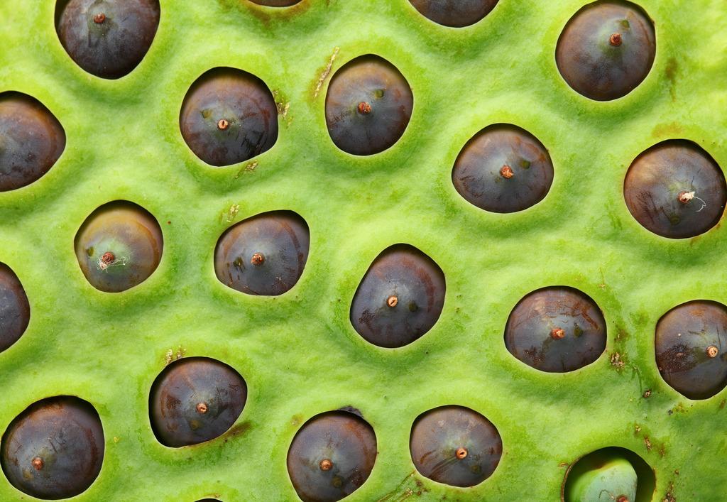 Trypophobia