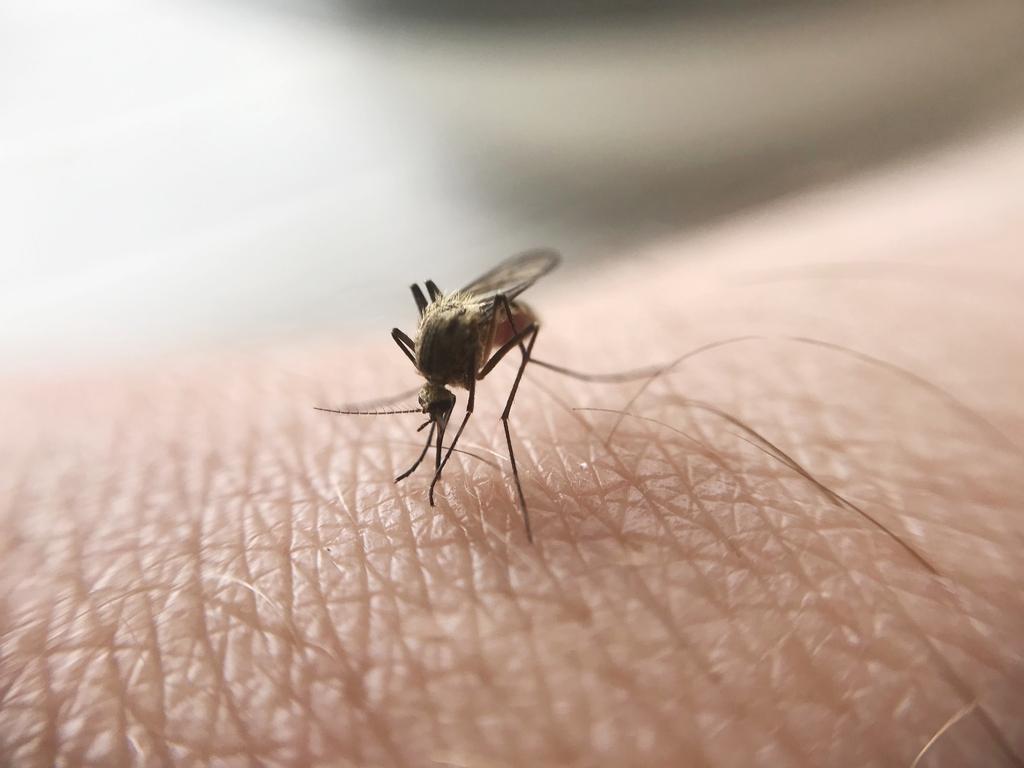 Penyebab Malaria