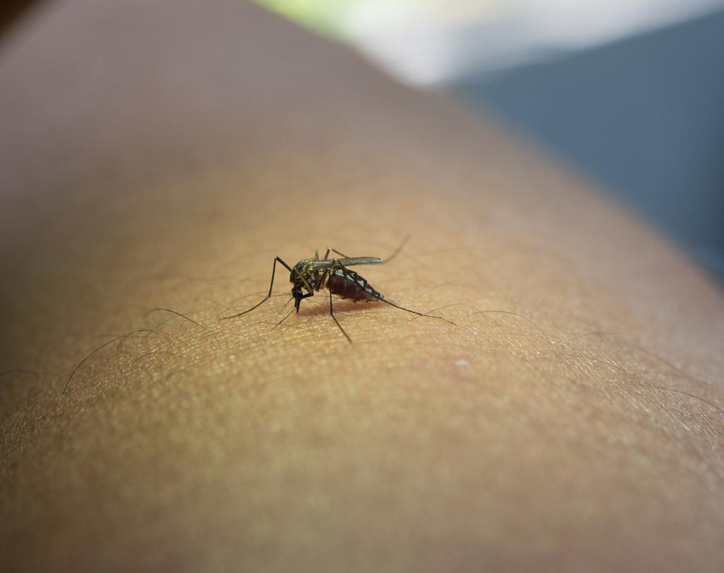 malaria tertiana