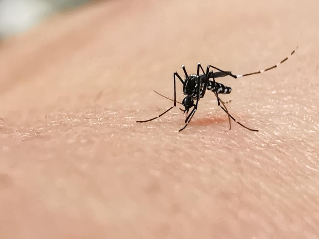 malaria tropikana
